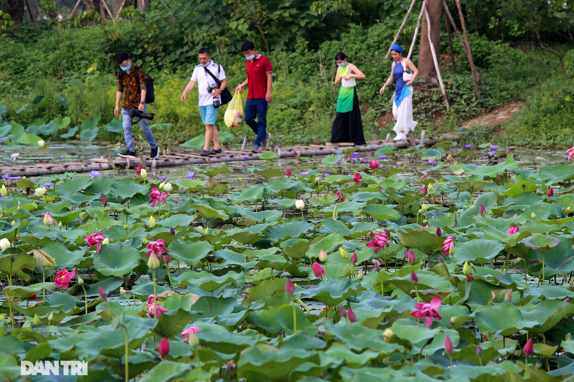 Thăm đầm sen ở Hà Nội có đến 167 loài, đa dạng nhất Việt Nam - 1