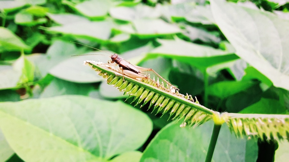 Thiên nhiên đẹp độc lạ qua góc nhìn của camera macro - 4 Thiên nhiên đẹp độc lạ qua góc nhìn của camera macro - 4