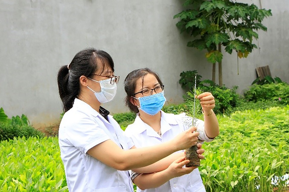 Ươm giống thành công loài sa mu dầu quý hiếm ở Pù Hoạt - 3 Ươm giống thành công loài sa mu dầu quý hiếm ở Pù Hoạt - 3