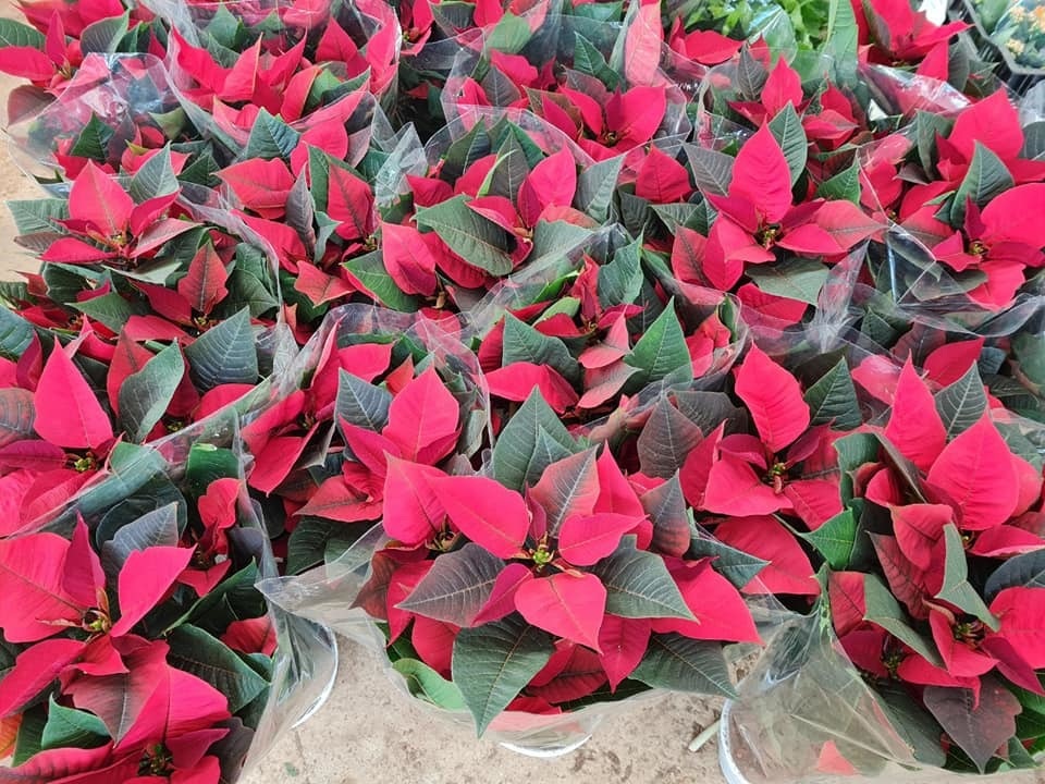 Bỏ 150 triệu đồng buôn hoa Tết: 15 ngày xương máu, lỗ 50 triệu, gầy sụt 3kg - 5 Bỏ 150 triệu đồng buôn hoa Tết: 15 ngày xương máu, lỗ 50 triệu, gầy sụt 3kg - 5
