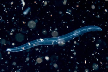 Sinh vật nhỏ bé trong lòng đại dương sở hữu kỹ năng ngụy trang siêu đẳng