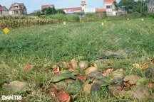 Tình người từ ruộng dưa bị phá nát