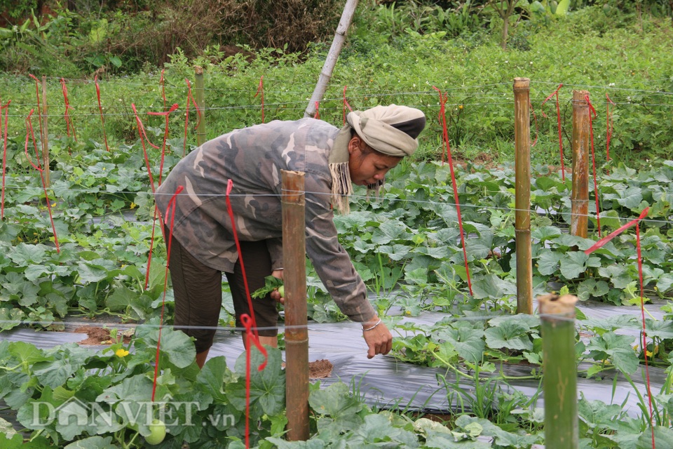 Trồng giống dưa lạ, chín trái nào thương lái khuân sạch - 2 Trồng giống dưa lạ, chín trái nào thương lái khuân sạch - 2