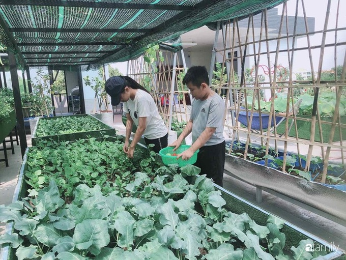 Doanh nhân Sài Gòn trồng cả vườn rau và hoa như trang trại rộng 300m² trên sân thượng cho vợ cùng 4 con được sống gần gũi với thiên nhiên - Ảnh 17. Doanh nhân Sài Gòn trồng cả vườn rau và hoa như trang trại rộng 300m² trên sân thượng cho vợ cùng 4 con được sống gần gũi với thiên nhiên - Ảnh 17.