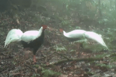 Gà lôi trắng lộ diện qua bẫy ảnh tại Vườn quốc gia Vũ Quang