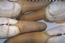 Vì sao tu hài 10 triệu đồng/con vẫn khiến chị em "điên đảo" vung tiền mua