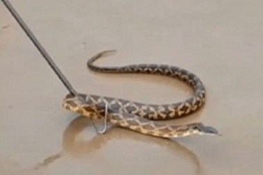 Dẫm phải rắn vì vừa đi vừa dùng điện thoại