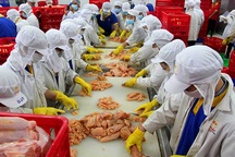 Lo gà bệnh từ Trung Quốc tràn vào Việt Nam