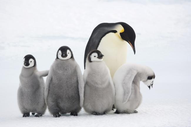 View - Hơn 200 chim cánh cụt lao đầu từ vách băng cao 15m xuống biển vì đói | Báo Dân trí