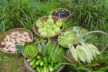 Khu vườn rộng 1.400m2 ngập tràn rau củ quả của ông bố "gà trống nuôi con"