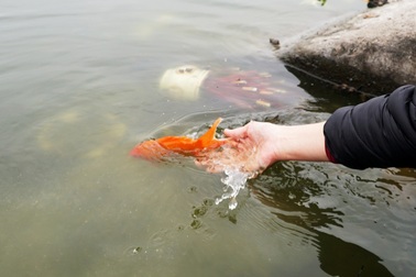 Chưa kịp "chầu trời", cá vàng phóng sinh đã thảm hại dưới tay cần thủ