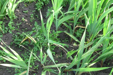 Thời tiết thất thường, người trồng hoa tết méo mặt