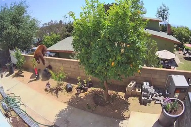 Cô gái liều lĩnh xô ngã gấu để cứu chó cưng