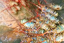 Ngư dân mất hàng chục tỷ đồng vì tôm hùm nuôi chết hàng loạt