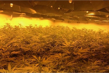 Anh: Phát hiện hàng ngàn cây cần sa trị giá triệu bảng trồng trong… hầm trú ẩn