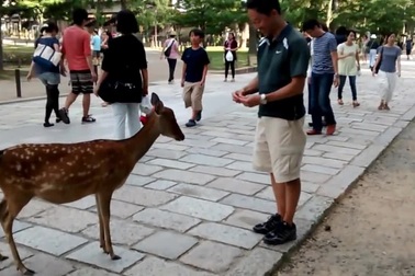 Những chú nai biết cúi đầu xin đồ ăn