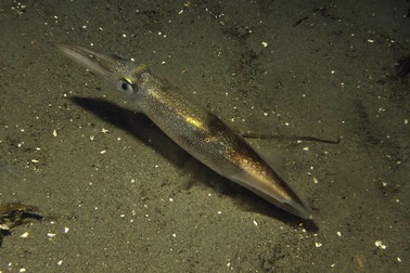 Tế bào người biến đổi có thể thay đổi màu sắc giống như mực