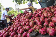 Sau vải, xoài, Australia tiếp tục xem xét nhập khẩu thanh long Việt