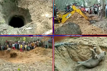 Giải cứu voi con từ giếng sâu 5 mét ở Ấn Độ