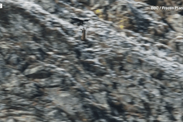 Đại bàng dùng móng vuốt quắp sơn dương nặng gấp 5 lần rồi quăng xuống núi