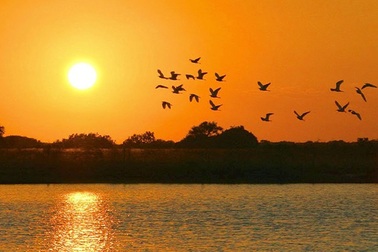 Chuyện chim Sâm Cầm: xưa và nay