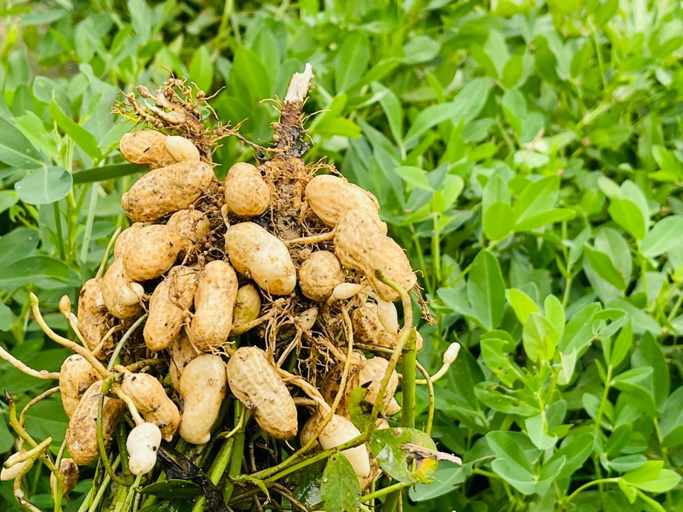 Mẹ Việt tự cuốc đất trồng rau, làm vườn hữu cơ tại Hàn Quốc - 4 Mẹ Việt tự cuốc đất trồng rau, làm vườn hữu cơ tại Hàn Quốc - 4