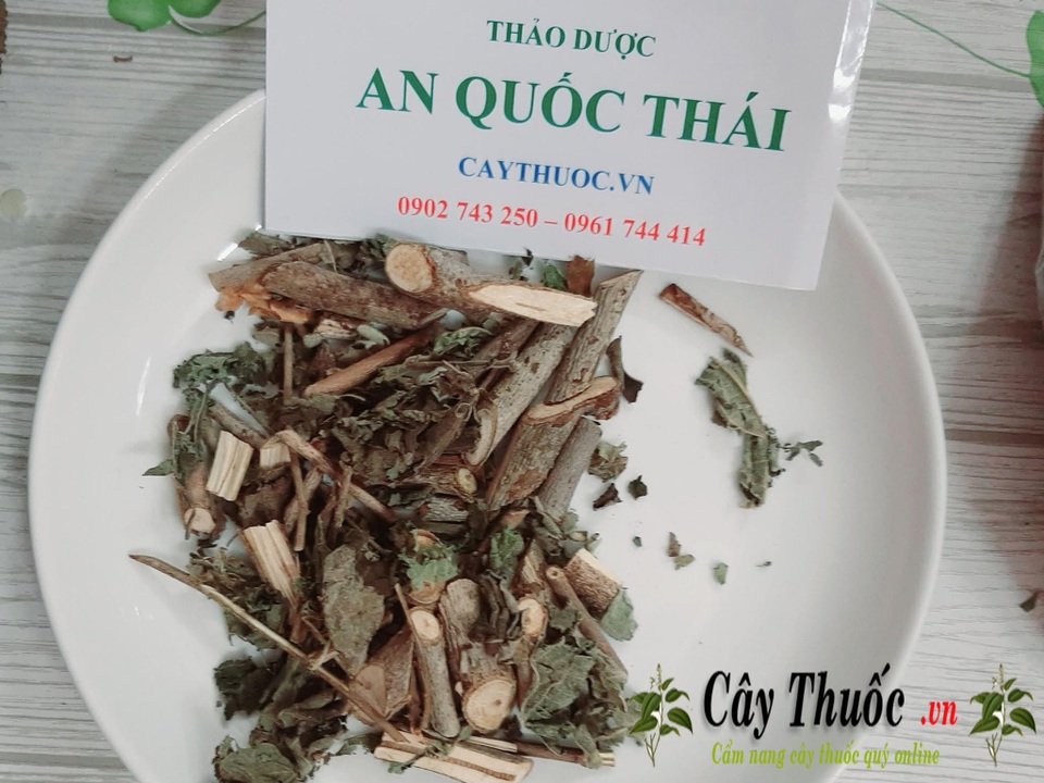 Những loại cây thuốc nam chữa bệnh gan tốt - 1 Những loại cây thuốc nam chữa bệnh gan tốt - 1