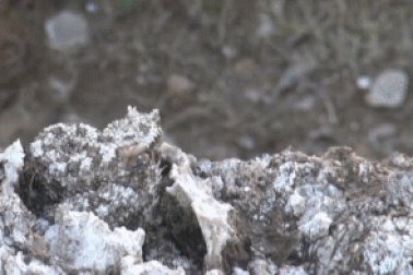 Loài rắn độc với cách săn mồi cực kỳ thú vị