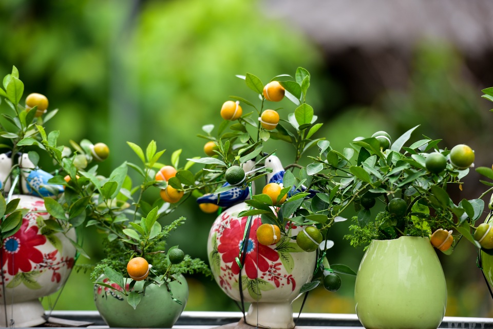 Quất hồ lô hết thời, giảm giá mạnh vẫn vắng khách - 7 Quất hồ lô hết thời, giảm giá mạnh vẫn vắng khách - 7