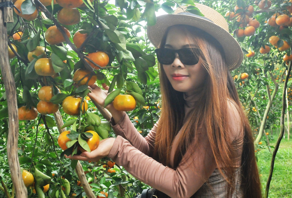 Nhà vườn bắt quýt hồng gánh nhiều vai, thu thêm hàng trăm triệu đồng - 5 Nhà vườn bắt quýt hồng gánh nhiều vai, thu thêm hàng trăm triệu đồng - 5