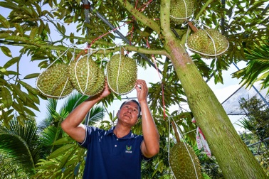 Trung Quốc tự trồng sầu riêng, kết quả ra sao?