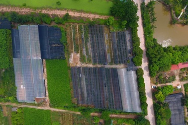 Về thủ phủ trồng hoa gần Hà Nội, người dân lái xe sang đi thăm vườn