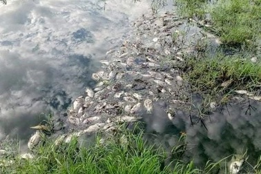 Nguyên nhân cá chết hàng loạt tại khu công nghiệp tỉnh Thừa Thiên Huế