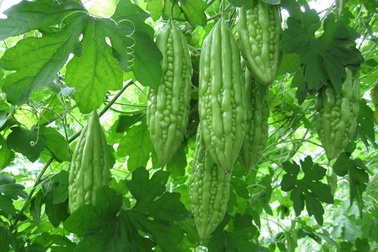 Thực hư chuyện ăn gan... bổ gan?