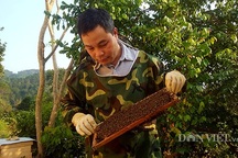 8X xứ Lạng thu trăm triệu đồng/năm từ nuôi ong mật