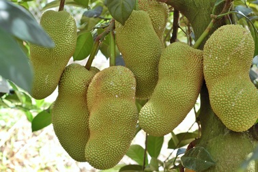 Giống mít vị sầu riêng của anh nông dân miền Tây bán giá cao vẫn hút khách