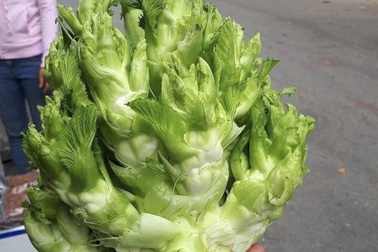 Chờ cả năm để ăn rau mầm đá, đặc sản "tiến vua" khiến khách săn lùng