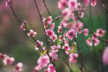 Vợ đòi sang ngoại đón giao thừa: Nên nghĩ cho nhà vợ một chút