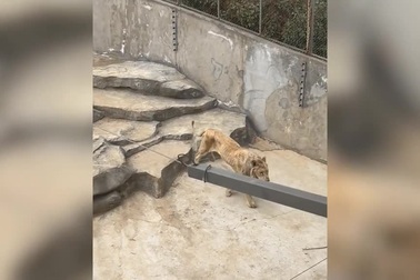 Sư tử suy dinh dưỡng gầy đói trơ xương, vườn thú bị tố bỏ đói con vật