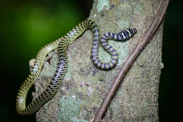 Loài rắn vô hại nhưng thường bị hiểu lầm là cực độc tại Việt Nam