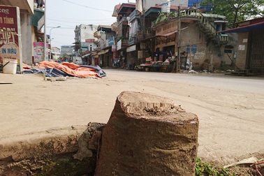 Hà Nội: Không tự ý chặt hạ cây xanh khi giải phóng vỉa hè