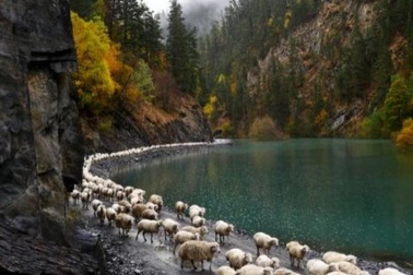 Hành trình di cư ngoạn mục của những người chăn cừu