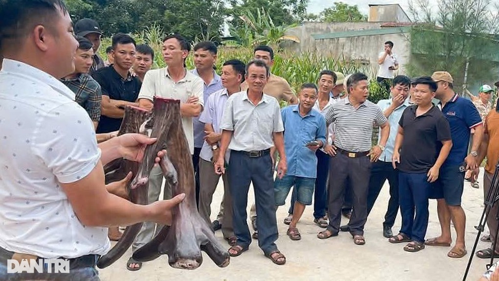 Cặp nhung nai nặng gần 12kg, nông dân thu gần 100 triệu đồng - 2 Cặp nhung nai nặng gần 12kg, nông dân thu gần 100 triệu đồng - 2