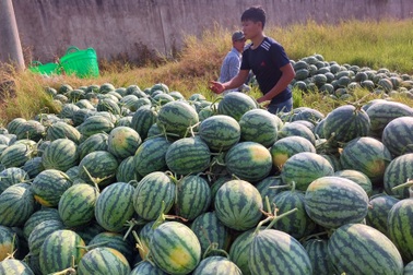 Nông dân "rớt nước mắt" vì bán 5kg dưa hấu chưa mua nổi tô phở