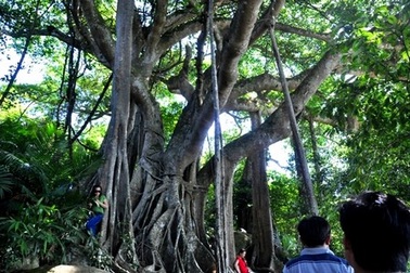 Đà Nẵng mở tour ngắm “nữ hoàng linh trưởng” ở bán đảo Sơn Trà