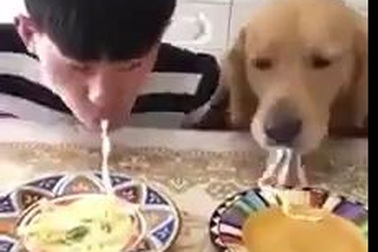 Chết cười cuộc thi ăn mì giữa chó và... chủ
