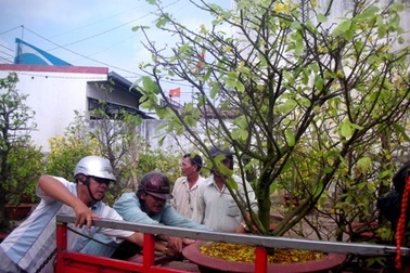 Dịch vụ chăm sóc mai vào mùa