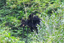 Tiếp nhận gần 7 tỷ đồng từ tổ chức quốc tế để bảo tồn voọc gáy trắng