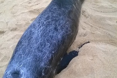 Cá voi nặng 250kg dạt vào bờ biển Quảng Ngãi