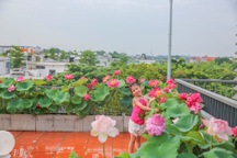 Vườn sân thượng rực rỡ 50 chậu sen của mẹ đảm ở Hà Nội